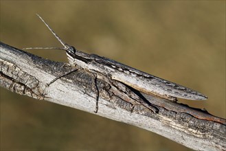 Bark-mimicking Grasshopper