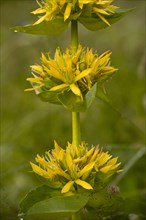 Greater great yellow gentian