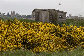 N looking towards Orford Castle and church with flowering gorse bush in foregroundNorth Hide on Havergate Island
