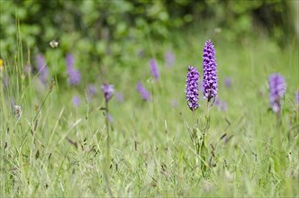 Flower of the Southern southern marsh orchid