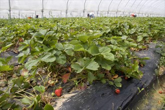Commercial strawberry picking