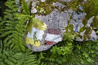 Coloured markings for hiking trails on a stone on the Postalm in the Salzkammergut