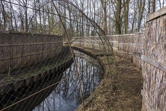 Duck decoy structure for catching wild ducks showing a tube formed by hoops with nets flanked by screens