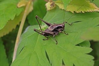 Common bush cricket