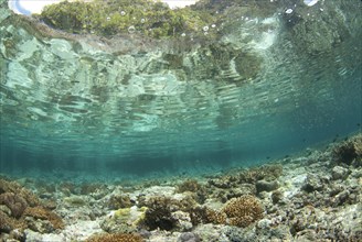 View of shallow water coral reef habitat
