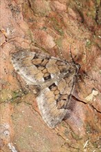 Pine Carpet Moth