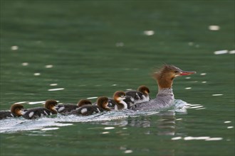 Female Common Merganser