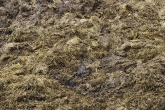 Close-up of the dung heap