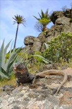 Small Canary Island Lizard