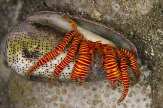 Red-banded hermit crab