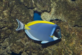 White breast doctor fish