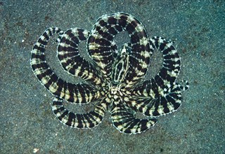 Adult mimic octopus