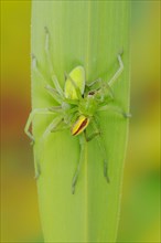 Green huntsman spiders