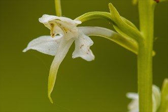 Greater Butterfly Orchid close-up of flower