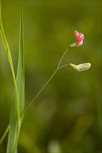 Flowering grass pea