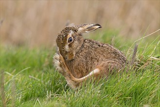 European Hare