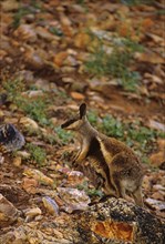Black-footed rock kangaroo