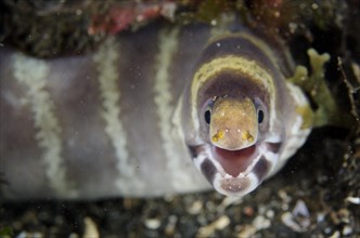 Sparrowhawk moray eel