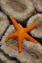 Thousand-spot Starfish