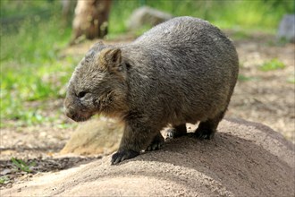 Common common wombat