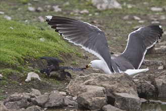 Lesser Black Backed Gull attacks Manx Shearwater