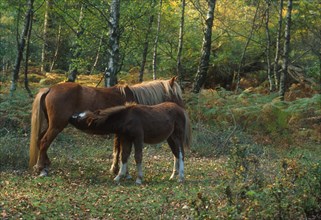 New Forest Pony with foal
