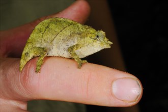 Boulenger's Pygmy Chameleon