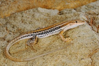 Socotran Wall Lizard