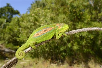 Cape Dwarf Chameleon