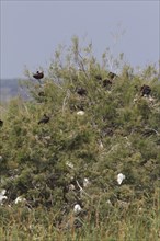 Nesting colony of the Glossy Ibis in Coto Donana