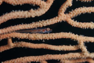 Stony coral ghost goby
