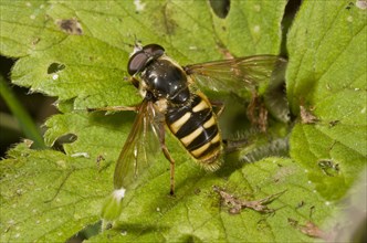 Large Peat Hoverfly
