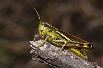 Large marsh grasshoppers