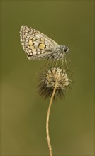 Yellow-banded Skipper