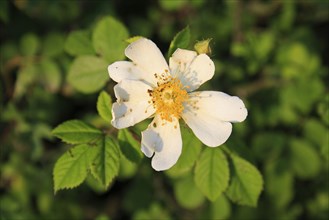 Field rose