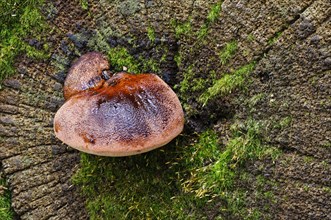 Young fruiting body of the beefsteak fungus
