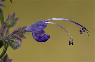 Woolly Bluecurls