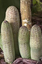 Succulent stems of Lavrania