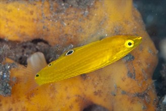 Canary Wrasse