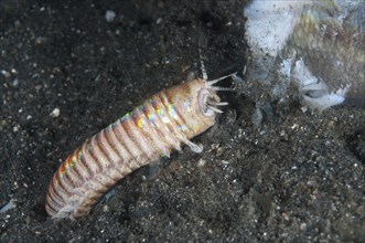 Adult bobbit worm