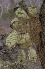 (Opuntia) echios var gigantea, found on Santa Cruz island, the spines are the leaves and the pads