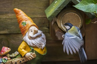 Garden gnome and great tit