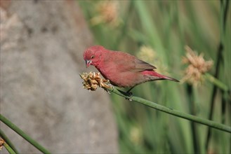 Red-billed Fire Finch