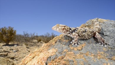 Bibron's Thick-Toed bibron's thick-toed gecko