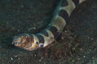 Bonapart snake-eel