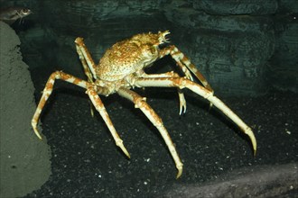 Giant Japanese crab
