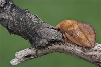 Drinker moth