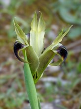 Flowering black widow's iris