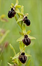 Large Spider Orchid