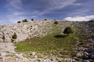 View of karstic limestone habitat